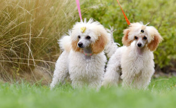 Japanese Terrier